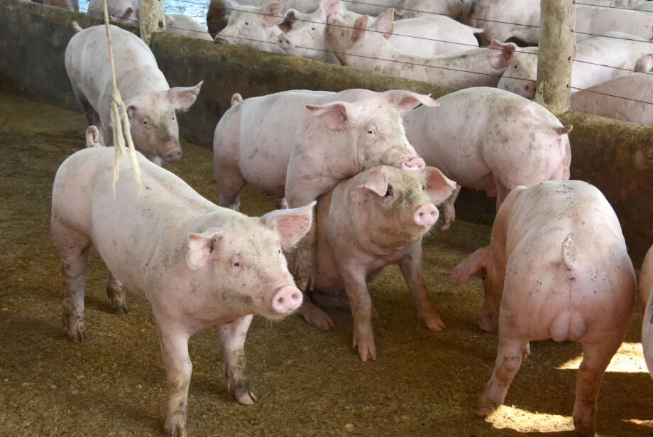 Suinocultura em MS: Indústrias do Interior Dobram Números de Abates