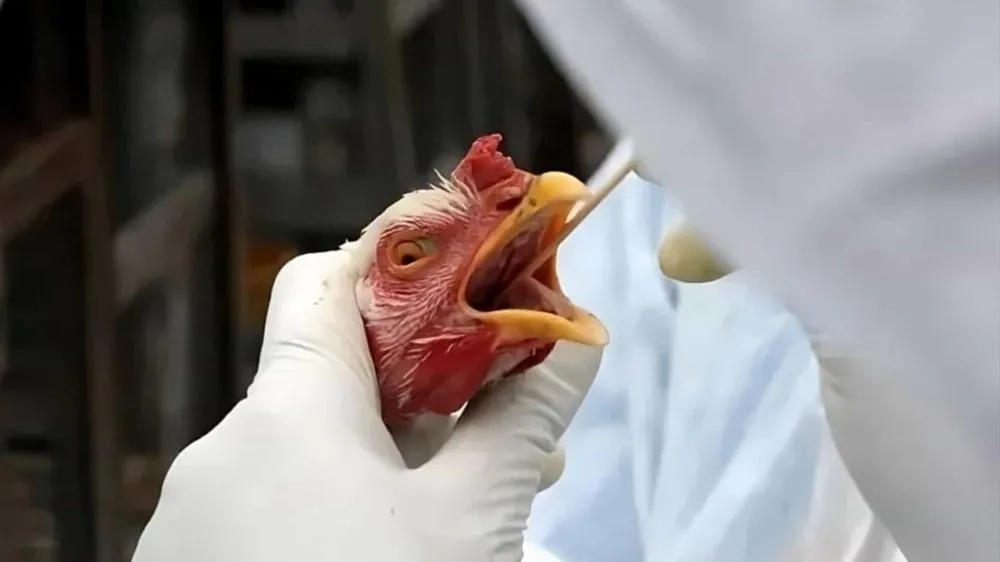 Gripe Aviária Leva Filipinas e Jordânia a Barrar Carne de Aves do Brasil