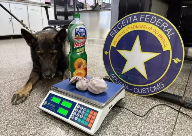 Polícia encontra 10 fetos de lhama em ônibus clandestino com ajuda de cão farejador
