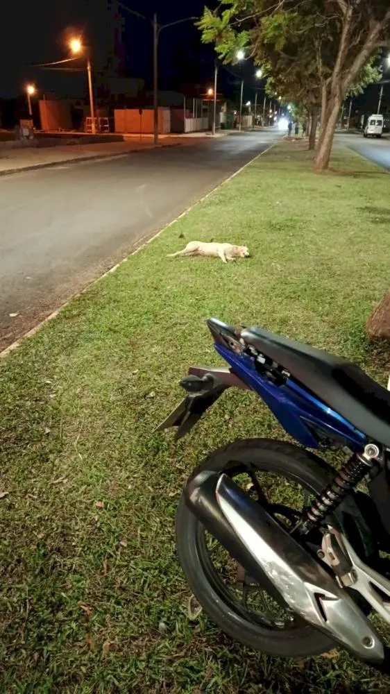 Acidente em Ivinhema: Mulher se envolve em colisão com cachorro e fica ferida
