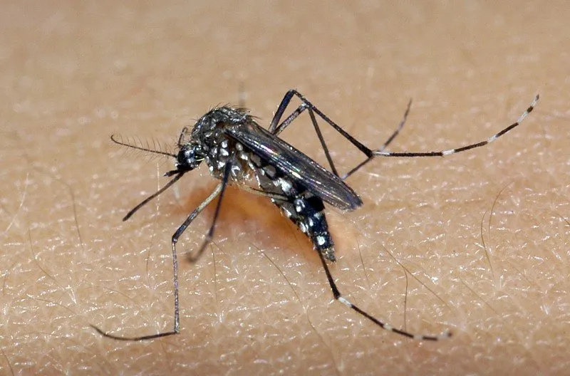 Mato Grosso do Sul já contabiliza 13,3 mil casos prováveis de dengue em 2025