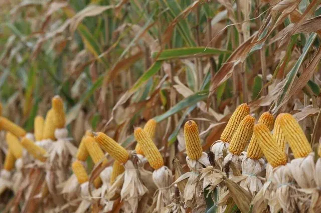 Mato Grosso do Sul registra perda de 49 mil hectares de milho por problemas climáticos
