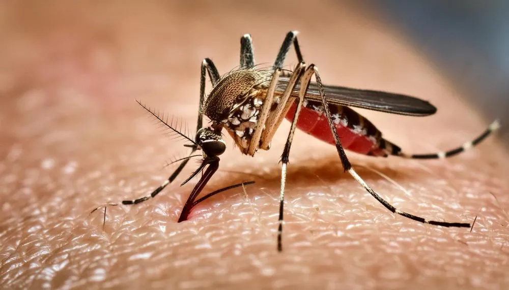 Ivinhema mantém liderança em casos confirmados de dengue em MS